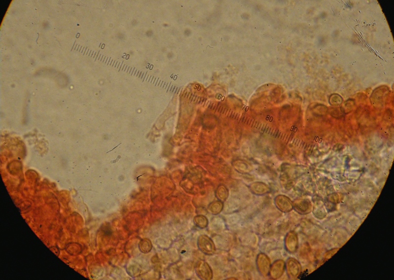 Pholiotina sp. (cfr. Conocybe aporos)